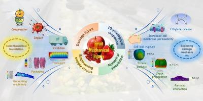 Exploring fruit mechanical injury mechanisms: a review of numerical simulation techniques in the whole supply chain