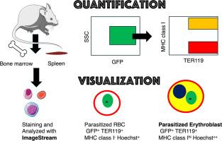 Quantification and visualization of malaria-infected erythroblasts by imaging flow cytometry