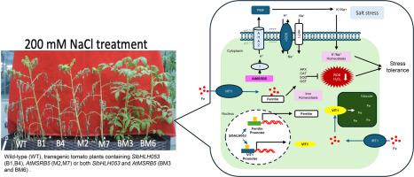 SlbHLH053 and AtMSRB5 synergistically enhance salt tolerance in transgenic tomatoes