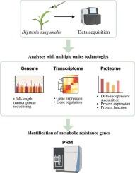Omics analysis reveals key genes mediating herbicide resistance in Digitaria sanguinalis