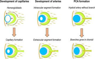 Intraocular vasculature formation precedes extraocular vasculature penetration of mouse eyes