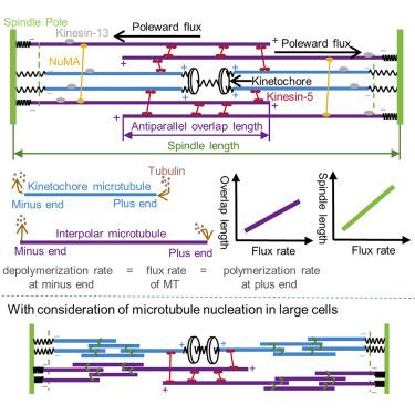 Mechanism of spindle stability and poleward flux regulating spindle length during the metaphase