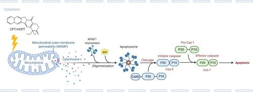 Caspase cascade in the apoptosis induced by camptothein in IOZCAS-Spex-II cells