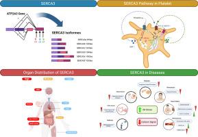 SERCA3, ubiquitous but specific calcium pumps?