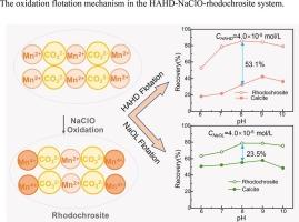 Intensifying the separation efficiency of rhodochrosite from calcite in NaClO-oxidation flotation system with a dithiocarbamate-hydroxamate collector