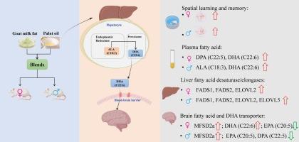 Goat milk fat blends promote conversion of ALA to DHA in rats