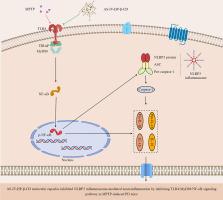 AS-IV-HP-β-CD molecular capsules alleviated motor dysfunction and DA neuronal loss by inhibiting NLRP3 inflammasome-mediated neuroinflammation in MPTP-induced PD mice