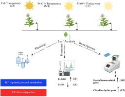 Decoding the shading effect in cigar tobacco leaf development through transcriptomic and physiological insights