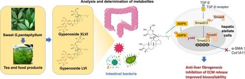 Identification and mechanism of hepatoprotective saponins and endogenous metabolites in the sweet variant of Gynostemma pentaphyllum