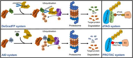 Controllable targeted protein degradation as a promising tool for discovery of novel cellular and developmental mechanisms