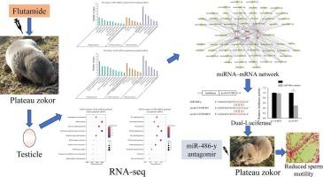 Analysis of miRNA expression profiles during spermatogenesis of plateau zokor (Eospalax baileyi) under androgen antagonism treatment