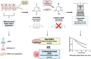 Noninvasive in vivo discrimination between mitochondrial ROS and global ROS production in solid tumors using EPR spectroscopy
