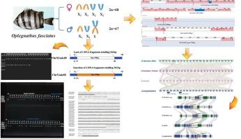 A novel indel-based molecular sex identification system for oplegnathus fasciatus: Insights from ndc80 gene polymorphisms and aquaculture applications