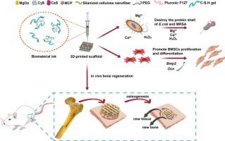 In vitro antibacterial and In vivo osteogenesis of 3D-printed magnesium peroxide–doped calcium phosphate silicate scaffolds for revision total knee arthroplasty