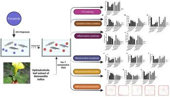 Reinwardtia indica Dumort. protects against ponatinib-induced cerebral ischemia in adult zebrafish via attenuation of oxidative stress, neuroinflammation, mitochondrial dysfunction, and neurotransmitter dysregulation: A multi-target therapeutic strategy