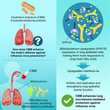 Clostridium butyricum-altered lung microbiome is associated with enhanced anti-influenza effects via G-protein-coupled receptor120