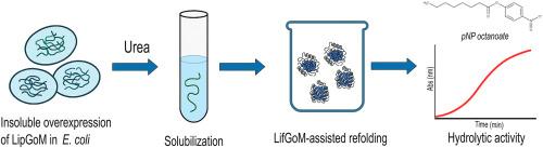 Heterologous expression and foldase-assisted refolding of LipGoM, a Pseudomonas lipase from family I