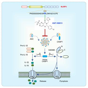 A potent NLRP3 inhibitor effective against both MCC950-sensitive and -resistant inflammation