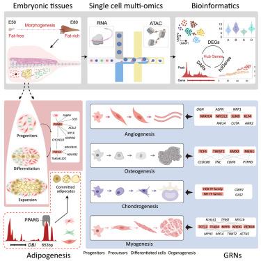 Single-cell multiomics reveals multiple adipogenic pathways and diverse multilineage specializations during embryonic fat tail morphogenesis