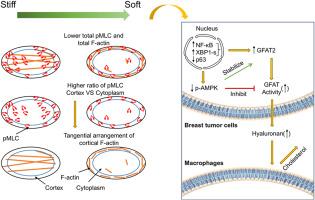 Myosin-actin pattern links matrix stiffness to GFAT2-hyaluronan metabolism