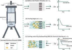 Optimizing protein-cell separation in submerged membrane bioreactor for clarification