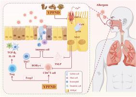 Yu-Ping-Feng nasal drops relieve allergic rhinitis via TRPV1/Ca2+/NFAT pathway