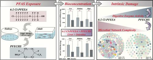 Emerging per- and polyfluoroalkyl substances (PFAS) cause intestinal toxicity in marine medaka (Oryzias melastigma)