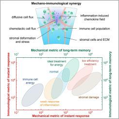 A mechano-immunological framework for lymph node remodeling during inflammation and homeostasis