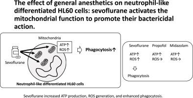 The effect of general anesthetics on neutrophil-like differentiated HL60 cells: sevoflurane activates the mitochondrial function to promote their bactericidal action