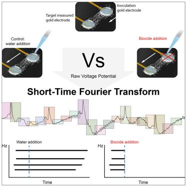 Detection of electrical signals in fungal mycelia in response to external stimuli