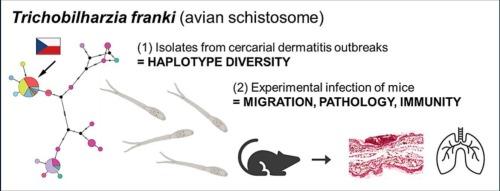 The avian schistosome Trichobilharzia franki in mice: Migration, pathogenicity, and the host immune response