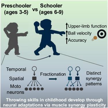 Developmental changes in upper limb muscle synergies during throwing: A comparison between preschoolers and schoolers