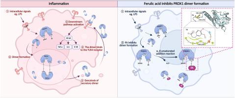 Ferulic acid ameliorates TLR4-mediated macrophage activation by irreversibly binding to peroxiredoxin 1 to inhibit its dimerization and secretion
