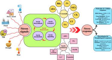 Auxin metabolism and signaling: Integrating independent mechanisms and crosstalk in plant abiotic stress responses