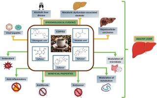 Coffee for the liver: a mechanistic approach