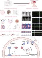 Combined transcriptomics and network pharmacology to elucidate the mechanisms of rutin in treating ischemic stroke rat