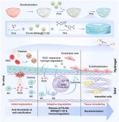 An intelligent nanoreservoir system promotes heart valve regeneration via ROS scavenging and immunomodulation