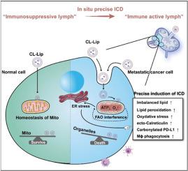 Dual targeting of lipid metabolic reprogramming and immunosuppressive sentinel lymph nodes potentiates anti-metastatic therapy for triple negative breast cancer