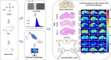 Changes in neurotransmitter metabolic profiles in copper-loaded rats as assessed by mass spectrometry imaging and the effect of Gandouling intervention