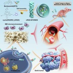 Self-assembly of bortezomib nanofibers for solid tumor and bone metastasis therapy
