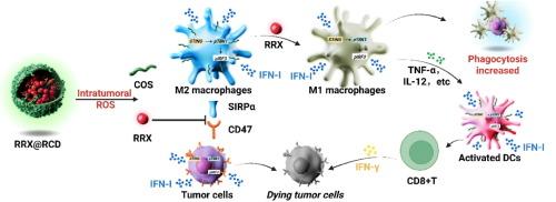 Dual STING activation and CD47/SIRPα blockade via chitooligosaccharide-based nanoparticles to amplify antitumor immunity