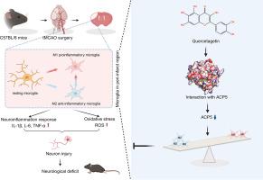 Quercetagetin alleviates ischemic stroke injury by preserving macrophage/microglia homeostasis via inhibiting ACP5