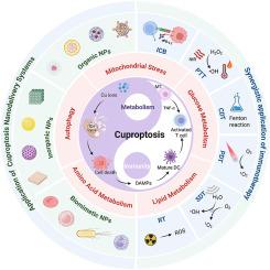 Nanomedicine strategies for cuproptosis: Metabolic reprogramming and tumor immunotherapy