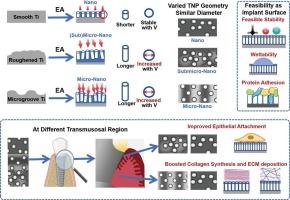 Beyond diameters: Decoding fabrication patterns of hierarchical micro-nano titanium implants via anodization and their geometries on region-specific soft-tissue integration