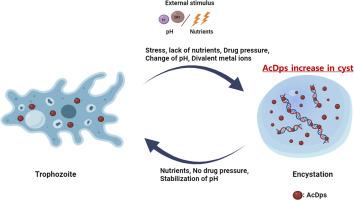 Identification and characterization of a DNA-binding protein from starved cells (Dps) homologue in Acanthamoeba: Implications for encystment-induced DNA protection