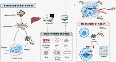 Synergistic inhibition of hepatocarcinogenesis by green alga Ulva lactuca polysaccharide and 5-fluorouracil targeted SERPINH1