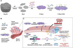 pH-responsive 2D niobium carbide nanosheets for targeted circPUM1 siRNA delivery in ovarian cancer therapy