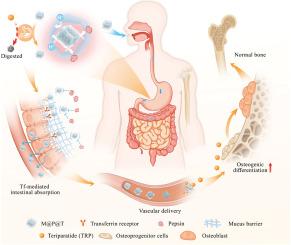 Oral delivery of teriparatide utilizing biocompatible transferrin-engineered MOF nanoparticles for osteoporosis therapy