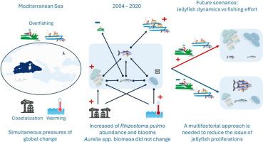 Beyond single drivers: A multi-stressor framework for understanding and managing jellyfish proliferation under concurrent anthropogenic and climate pressures