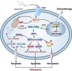 Bavachinin exerts anti-tumor effects by activating TLR4/STING axis-dependent PANoptosis and synergistically enhances chemosensitivity in endometrial cancer